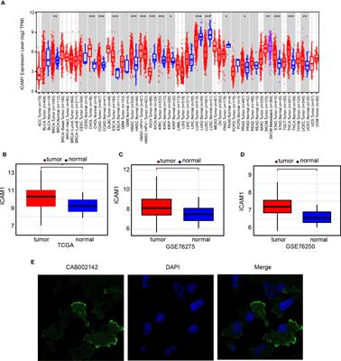 Role of ICAM1 in tumor immunity and prognosis of triple-negative breast cancer